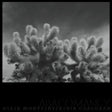 Derek Monypeny And Kevin Corcoran - Abacomancy [LP] [Vinyl]