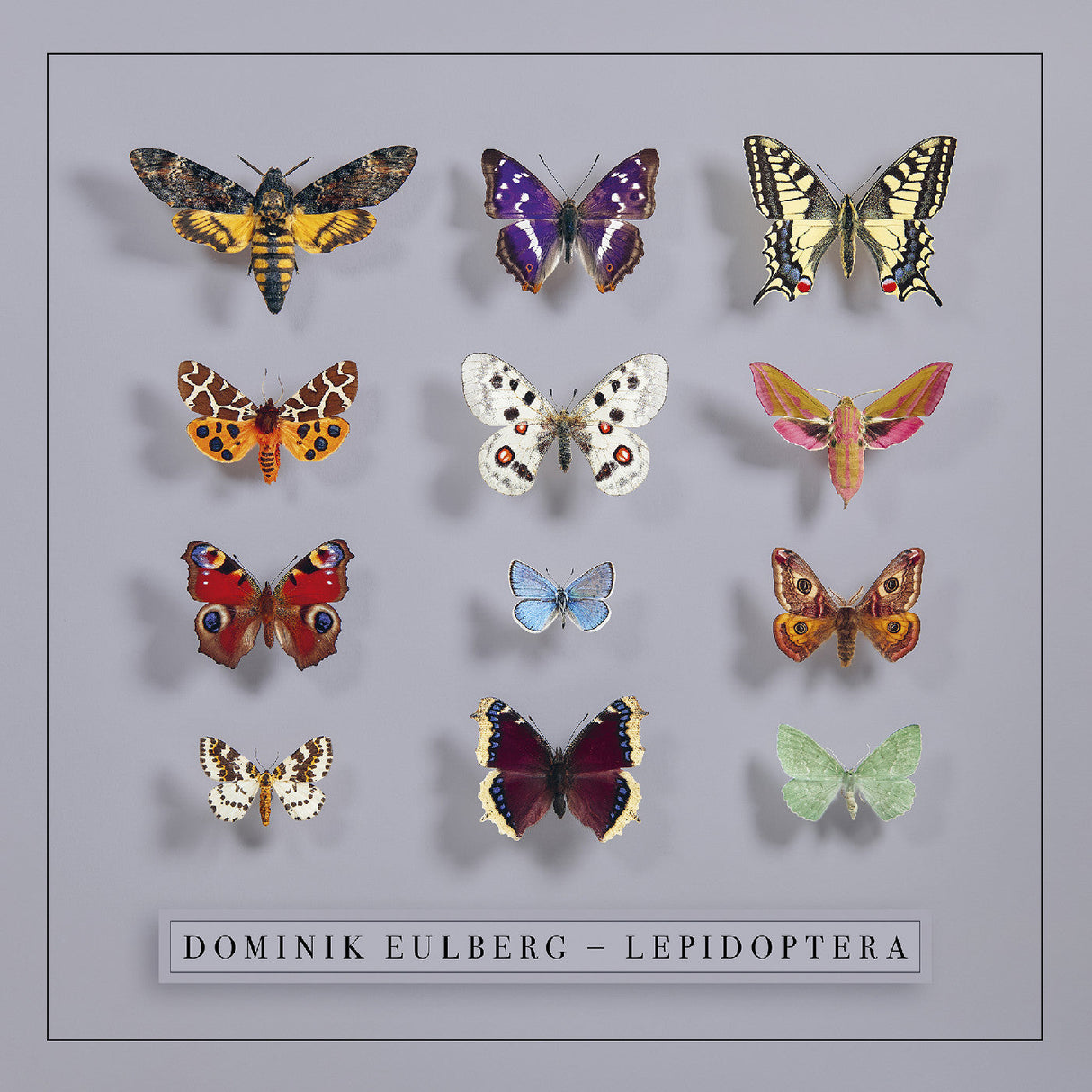 Lepidoptera (CD)
