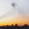 Dawn Chorus [CD] [CD]