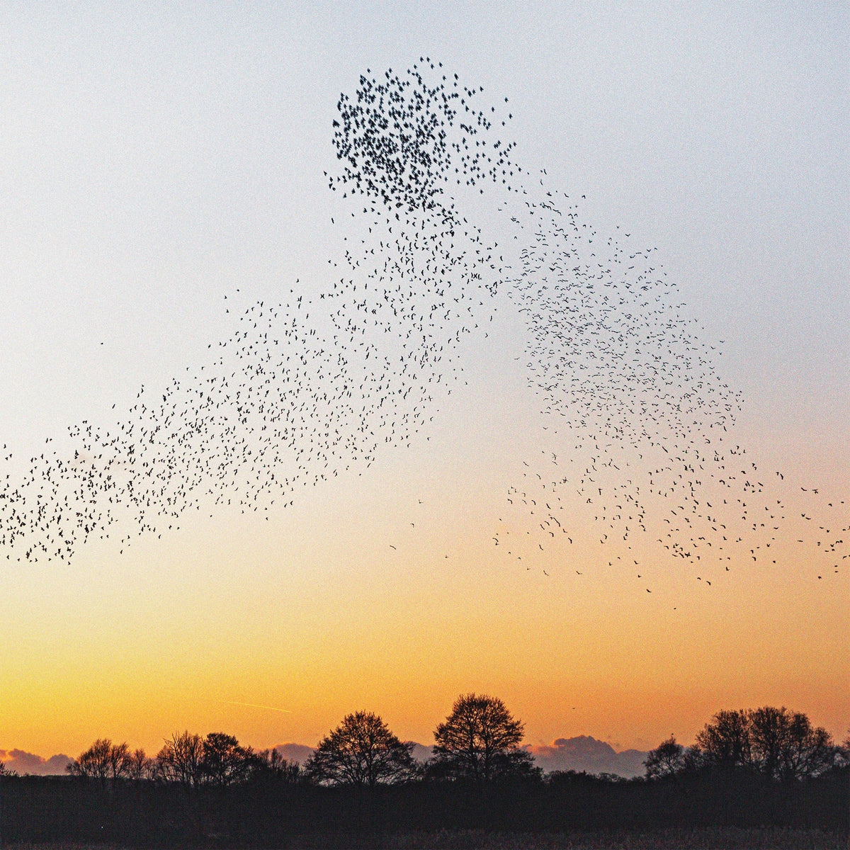 Dawn Chorus [CD] [CD]