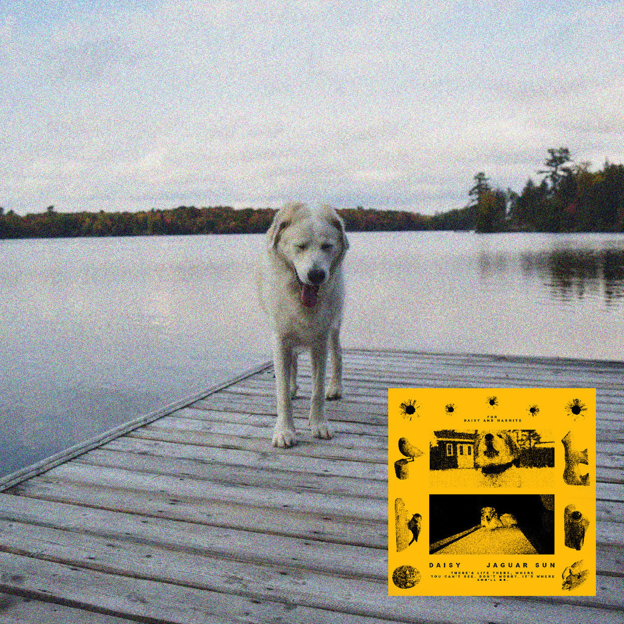 Daisy (Black And Yellow Swirl Vinyl) [Vinyl]