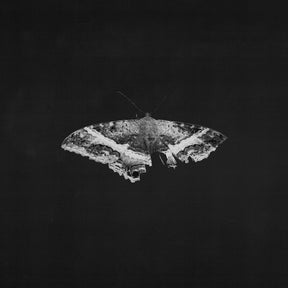 To Pimp A Butterfly (10 Year Anniversary Edition) - Alternate Artwork [180G 2 Lp] (Vinyl)