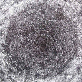 The Back Room (Vinyl) - Apocalypse Vinyl