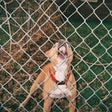 Knocked Loose - Pop Culture [White, Black Ice Splatter] [Vinyl]