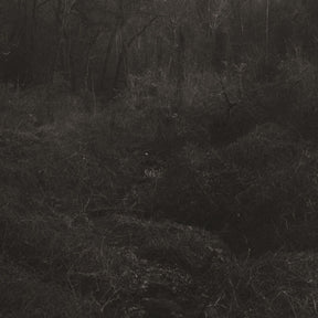 Lesley Mok - Transient [Vinyl]