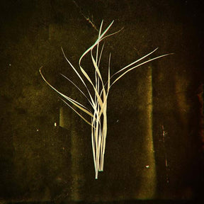 Mnemosyne (Vinyl) - Apocalypse Vinyl