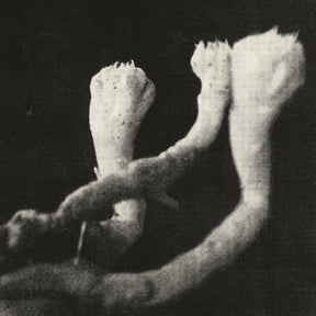 Unterhaltungen Mit Larven Und Überresten (Indie Exclusive) [Vinyl]