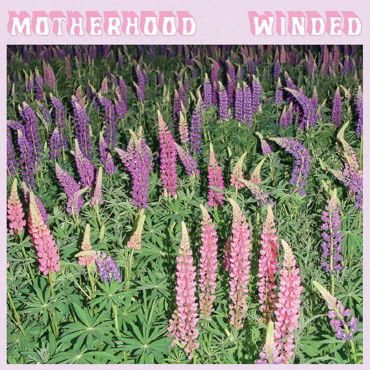 Winded (OPAQUE PURPLE VINYL) (Vinyl)