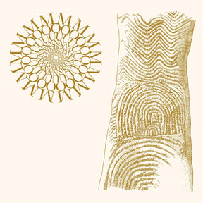 Flowers Rot, Bring Me Stones (BROWN & CLEAR SPECKLE VINYL) (Vinyl) - Apocalypse Vinyl