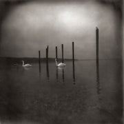 OM - Conference Of The Birds [CD]