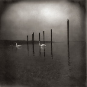 OM - Conference Of The Birds [CD]