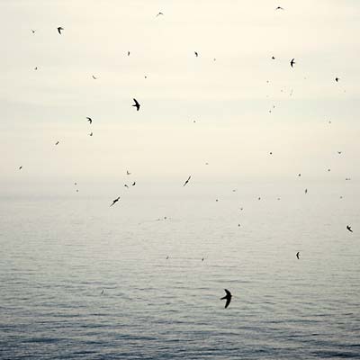 Your Naked Ghost Comes Back At Night (CD)