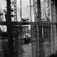 Chaos And Creation In The Backyard [Shm-Cd] (CD)