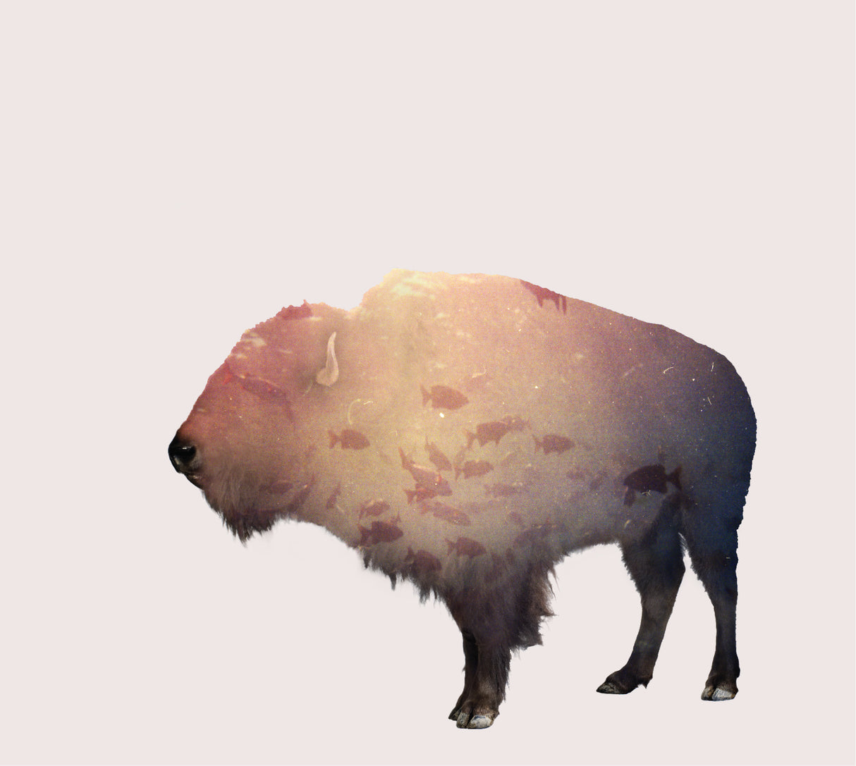 Buffalo (CD)